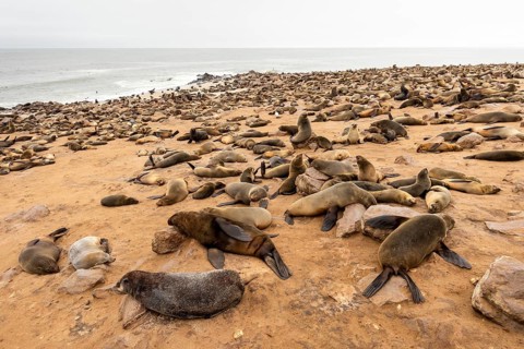 Cape fur seals resting on the sandy beach at Cape Cross Nature Reserve, Namibia