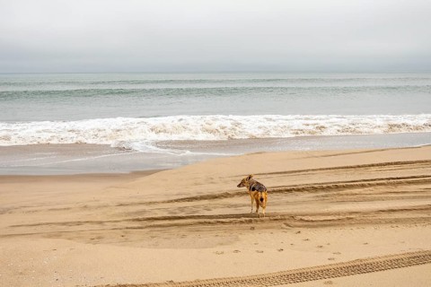 Coyote walking along the coastline of Namibia near the Atlantic Ocean, set against sandy shores and