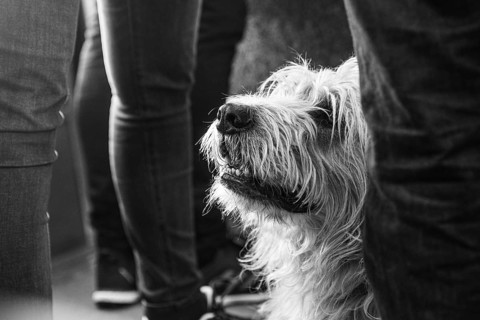 Dog, monochrome, among us, in between, well-behaved, pays attention, watchful, hidden,