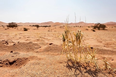 Sossusvlei, Namibia – A surreal landscape of dunes and resilient desert plants