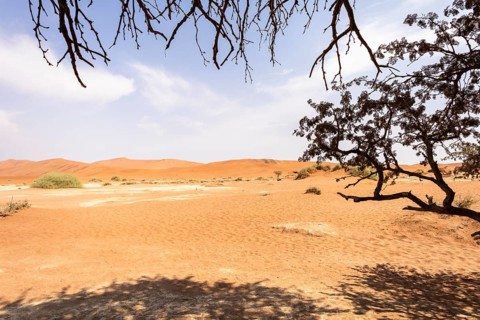 Sossusvlei, Namibia – A surreal landscape of dunes and resilient desert plants