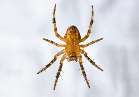 Close-up of a spider on a web with detailed hairy legs, A macro shot of a young garden cross spider