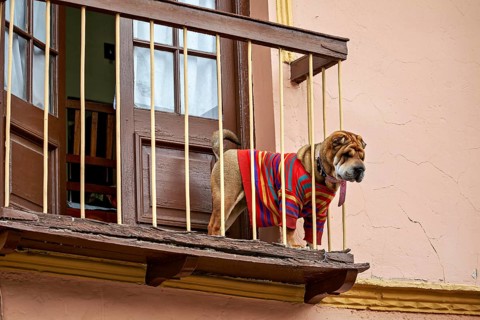 A Shar-Pei in a colourful jumper stands on a balcony and looks out, A Shar-Pei dog looks out from a