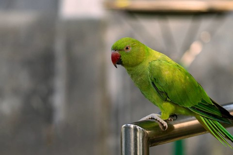 A vibrant green parrot (Psittacara holochlorus) with a red beak perched on a metal bar against a
