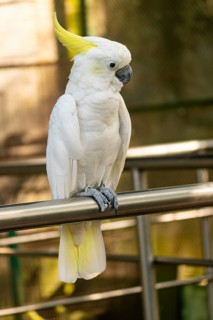 A close-up of a white cockatoo (Cacatua alba) with a yellow crest perched in a natural