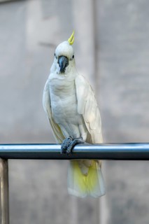 A white cockatoo (Cacatua alba) with a yellow crest perched on a metal bar, with a blurred