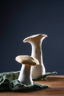 oyster mushrooms on kitchen towel against a dark background