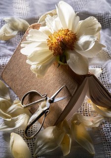 Still life of an old book with a faded peony and scissors on an old linen cover