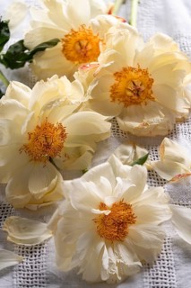 Still life with faded peony on linen cloth