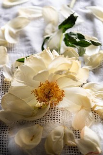 Still life of a faded peony on linen cloth