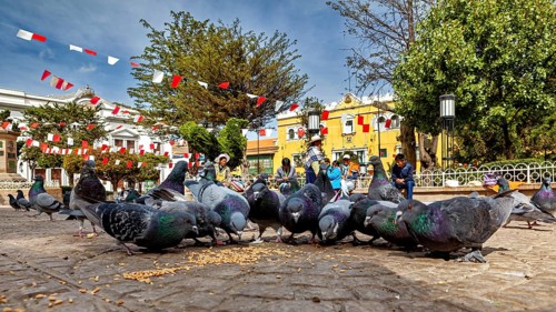 Pigeons feeding in an urban square surrounded by trees and colourful houses under hanging garlands,