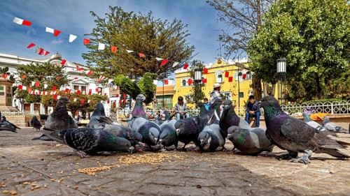 Pigeons gather in a paved square to peck food, surrounded by flags and buildings on a sunny day,