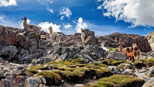 Several alpacas explore a stepped, rocky landscape with dramatic skies, llamas in the Bolivian