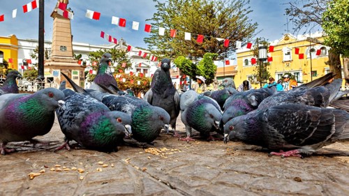 Group of pigeons paired with an obelisk in the background, decorative flags surround them in a