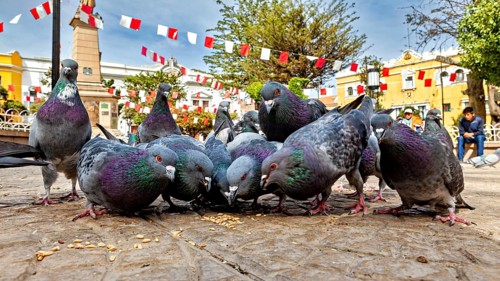 Several pigeons feeding on a paved square under decorative flags and trees in sunny weather, The