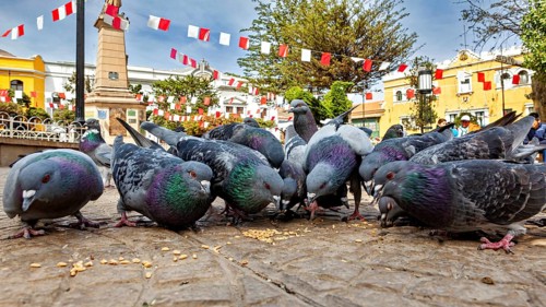 Pigeons pecking grain in a city square, surrounded by flags and an obelisk, sunny day, The city