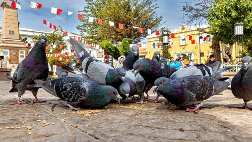 Group of pigeons eating on a paved square in a sunny city with decorative flags, The city pigeons