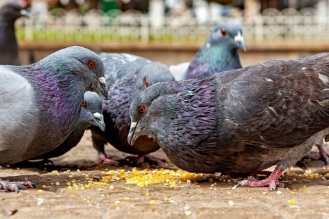 Close-up view of pigeons pecking at grains in a stone town square, The city pigeons of Potosi in