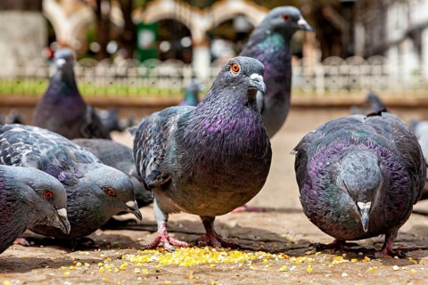 Close-up of pigeons picking up seeds on a paved floor in an urban environment, The city pigeons of