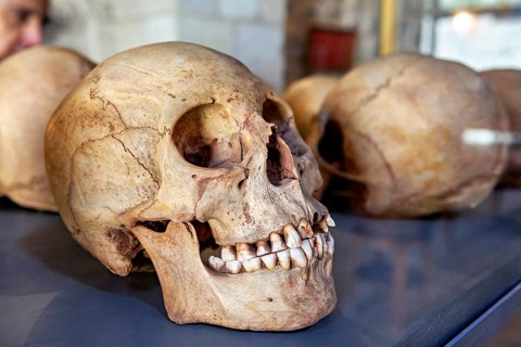 A human skull in an exhibition case, surrounded by other skulls, skull in the museum of Potosi in