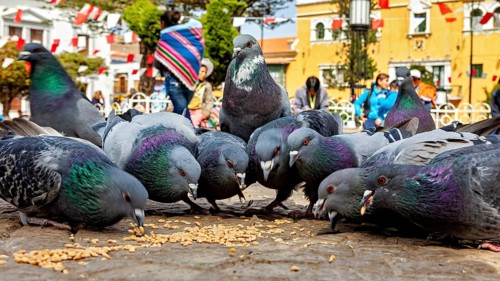 Several pigeons eat food on the ground while passers-by walk by in the background on a warm day,