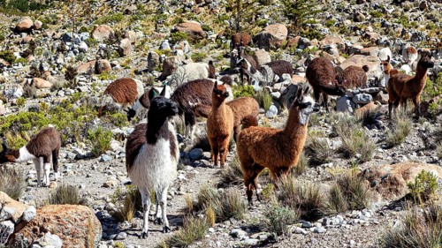 A large group of alpacas move across a stony, grassy area in the mountains, llamas in the Bolivian