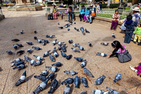 Lots of pigeons in an open square, children playing next to them, people nearby, The urban pigeons