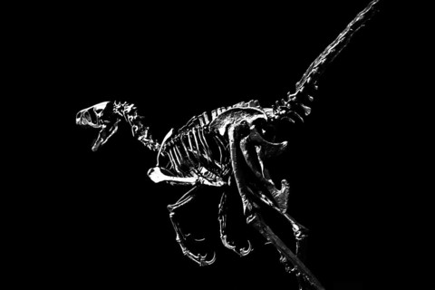 Abstract, Monochrome, Dinosaur, Velociraptor, Skeleton, Clipping, Hunter