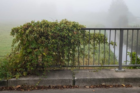 Hops plant growing on a metal bridge railing by a river on a misty day
