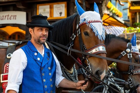 Horses with mule, cold-blooded animals, coachman, cattle drive, Oberstdorf, Allgäu Alps, Bavaria,