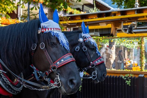 Horses with mules, cold-blooded animals, cattle seperation, Oberstdorf, Allgäu Alps, Bavaria,