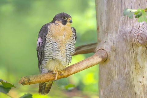 Peregrine falcon (Falco peregrinus), male sitting on a tree, falcon, bird of prey, nature