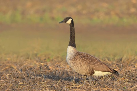 Canada goose (Branta canadensis) standing on harvested grain field, wildlife, geese, migratory