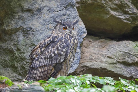 Eurasian Eagle-owl (Bubo bubo), sitting on a rock, owl, night bird, captive, Bavarian Forest