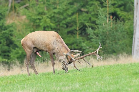 Red deer (Cervus elaphus) capital stag forkelt with its antlers in a forest clearing during the