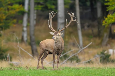 Red deer (Cervus elaphus) capital stag in a forest clearing during the rutting season, wildlife,