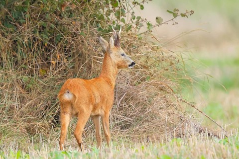 European roe deer (Capreolus capreolus), roebuck standing in front of a hedge after the rutting