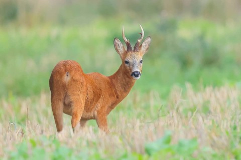 European roe deer (Capreolus capreolus), roebuck standing in harvested grain field after the