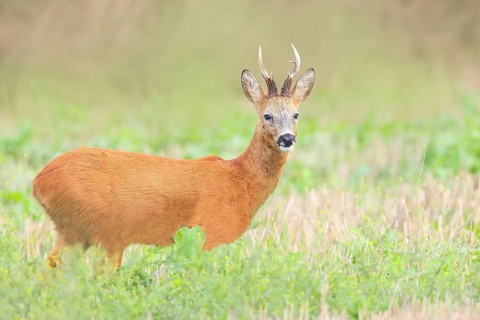 European roe deer (Capreolus capreolus), roebuck standing in harvested grain field after the