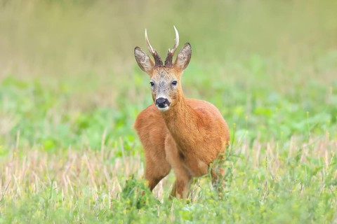 European roe deer (Capreolus capreolus), roebuck standing in harvested grain field after the
