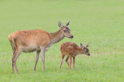 Adult red deer cow (Cervus elaphus) with calf standing in a meadow, wildlife, mammal, Forsthaus