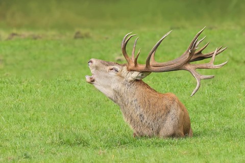 Red deer (Cervus elaphus) in rutting season, red deer resting, roaring, wildlife, mammal, Forsthaus