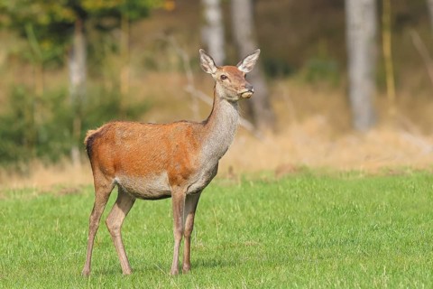 Red deer cow (Cervus elaphus) standing in a forest clearing, wildlife, Forsthaus Hohenroth on the