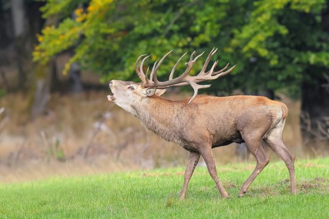 Red deer (Cervus elaphus) capital stag roaring in a forest clearing during the rutting season,