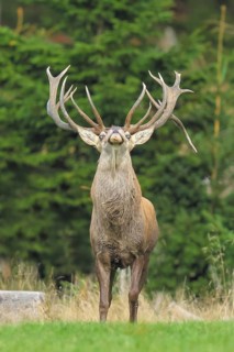 Red deer (Cervus elaphus) capital stag roaring in a forest clearing during the rutting season,