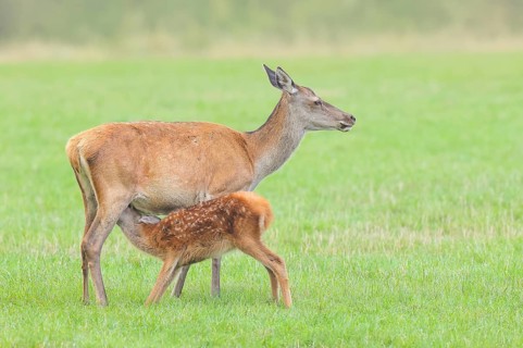 Adult red deer cow (Cervus elaphus) suckling her calf in a meadow, wildlife, mammal, Forsthaus