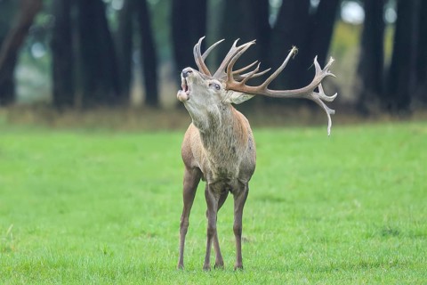 Red deer (Cervus elaphus) capital stag roaring in a forest clearing during the rutting season,