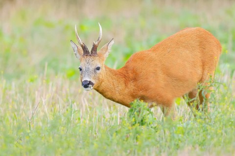 European roe deer (Capreolus capreolus), roebuck standing in harvested grain field after the