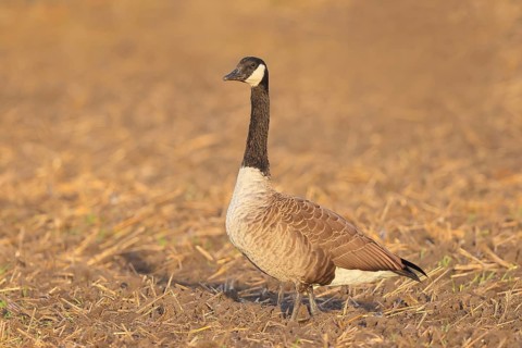 Canada goose (Branta canadensis) standing on harvested grain field, wildlife, geese, migratory