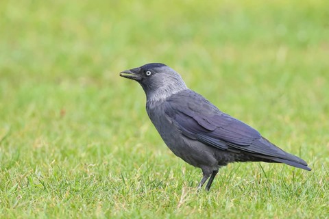 Jackdaw (Corvus monedula), adult bird foraging in a meadow, wildlife, birds, raven, Baltic Sea